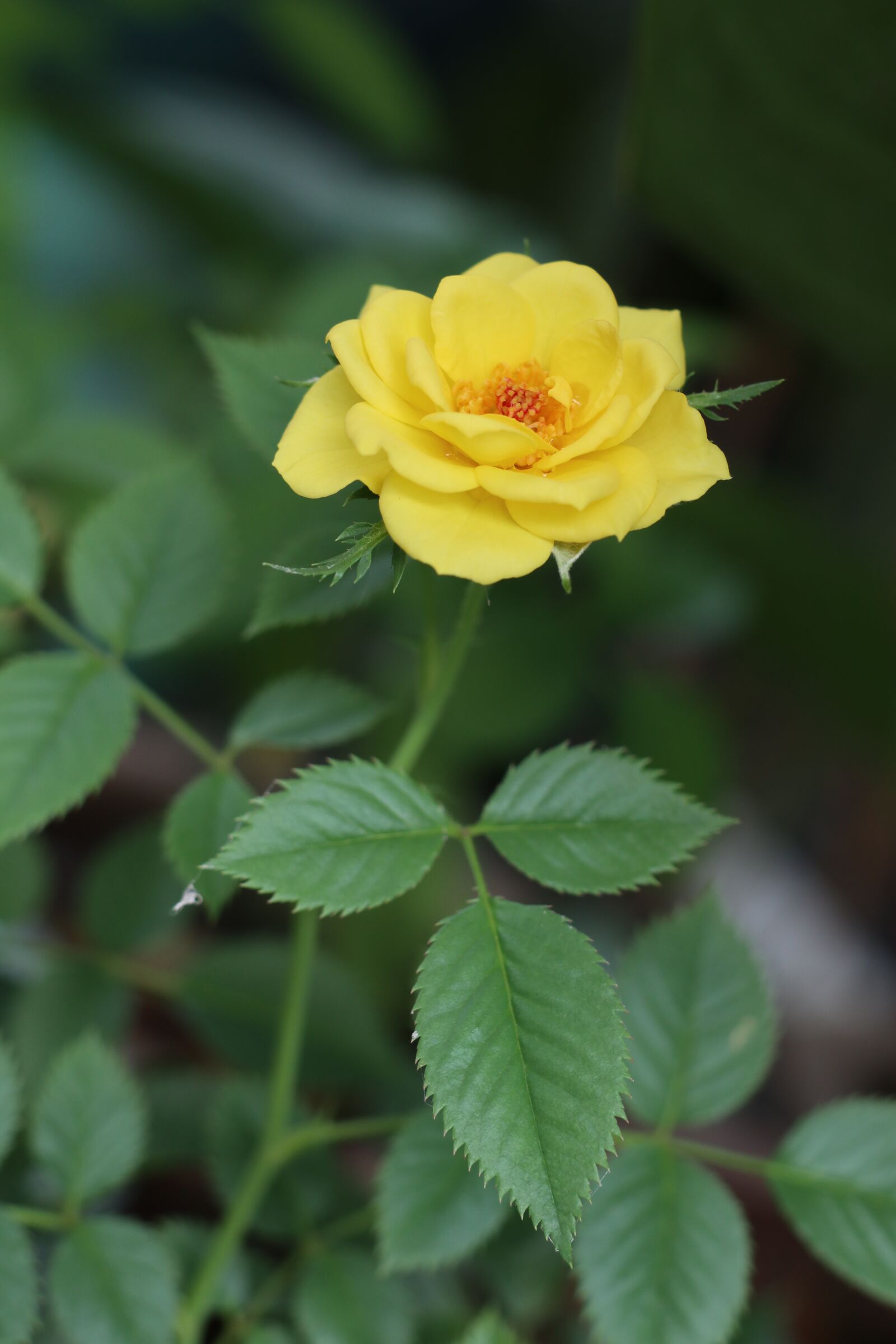 Canon EOS M6 sample photo. Yellow flower, rose, leave photography