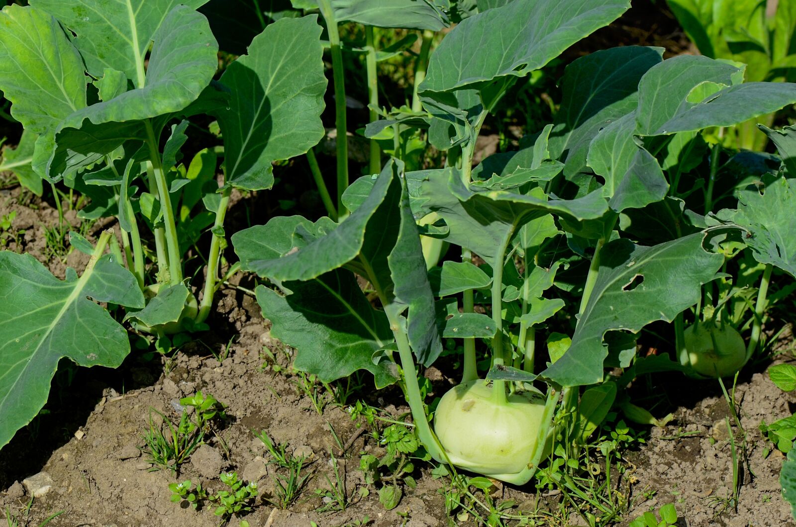 Nikon D7000 sample photo. Kohlrabi, garden, vegetables photography