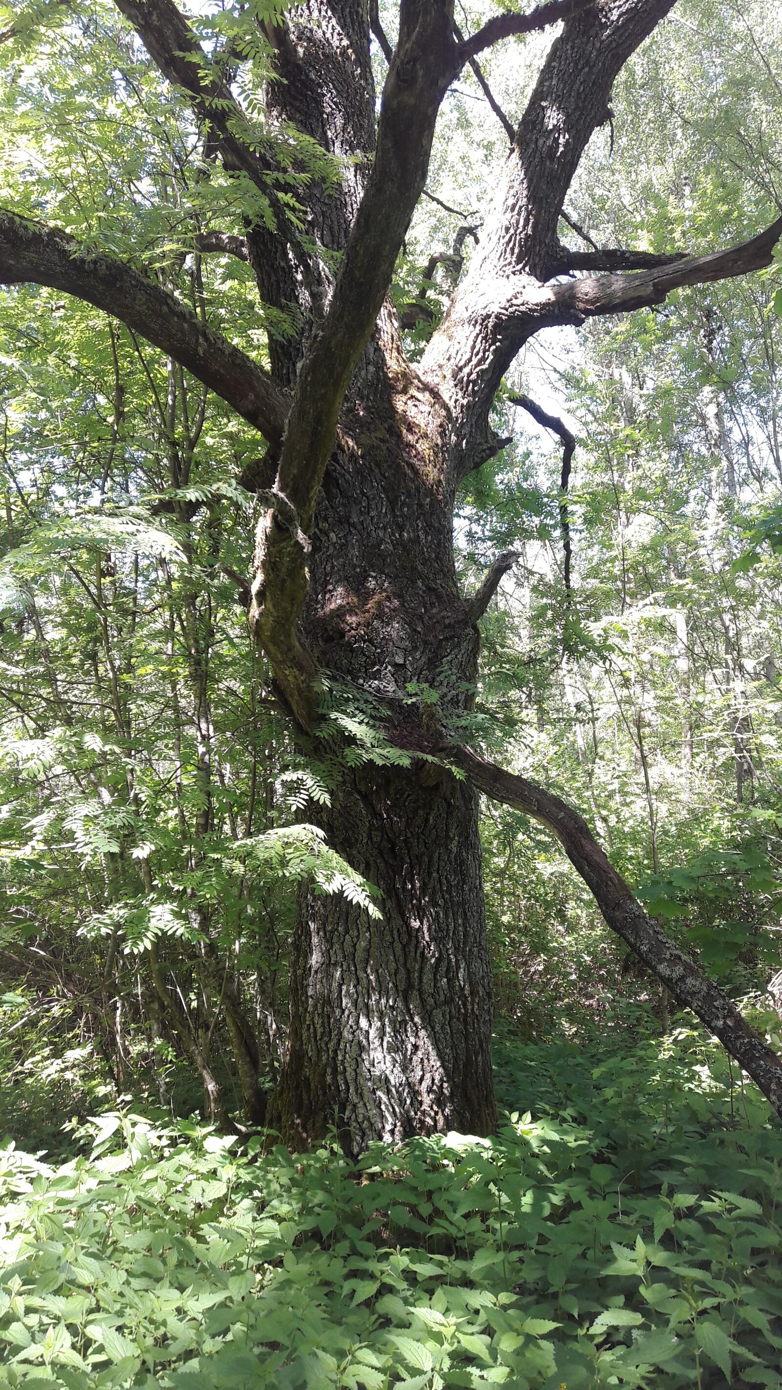 Samsung Galaxy J7 sample photo. Oak, forest, tree photography