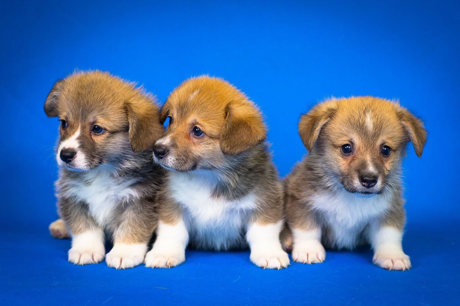 Canon EOS 40D sample photo. Welsh corgi pembroke, puppies photography