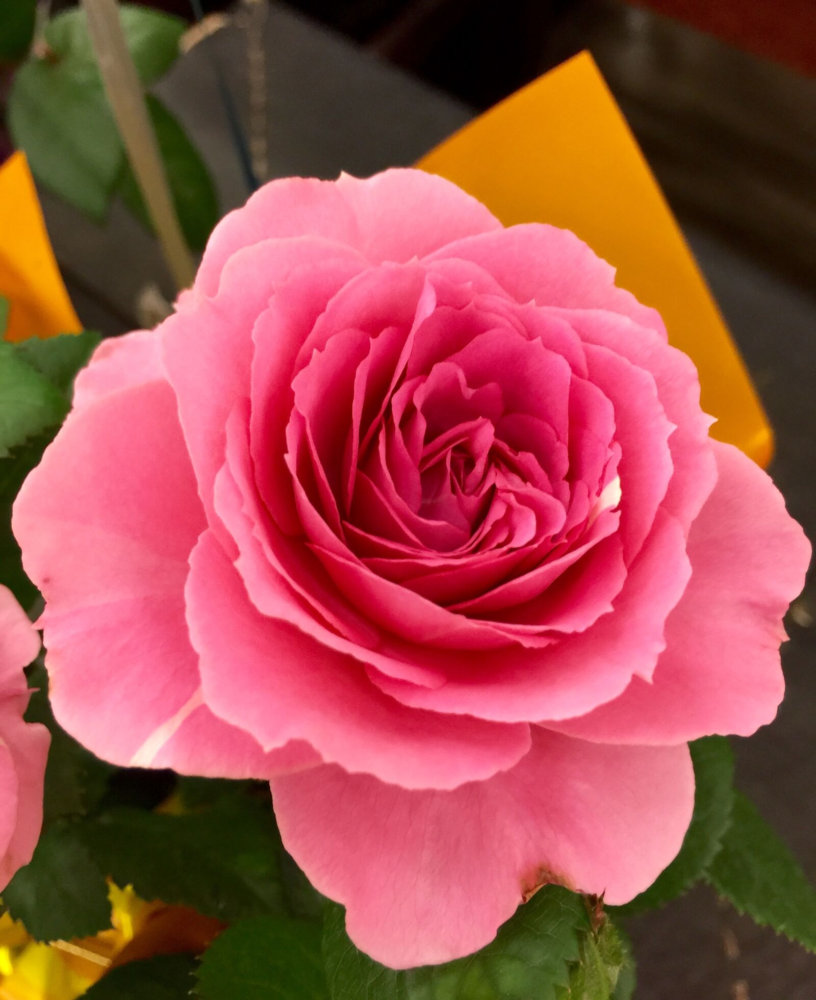 iPhone 6 Plus back camera 4.15mm f/2.2 sample photo. Bloom, blossom, close-up photography