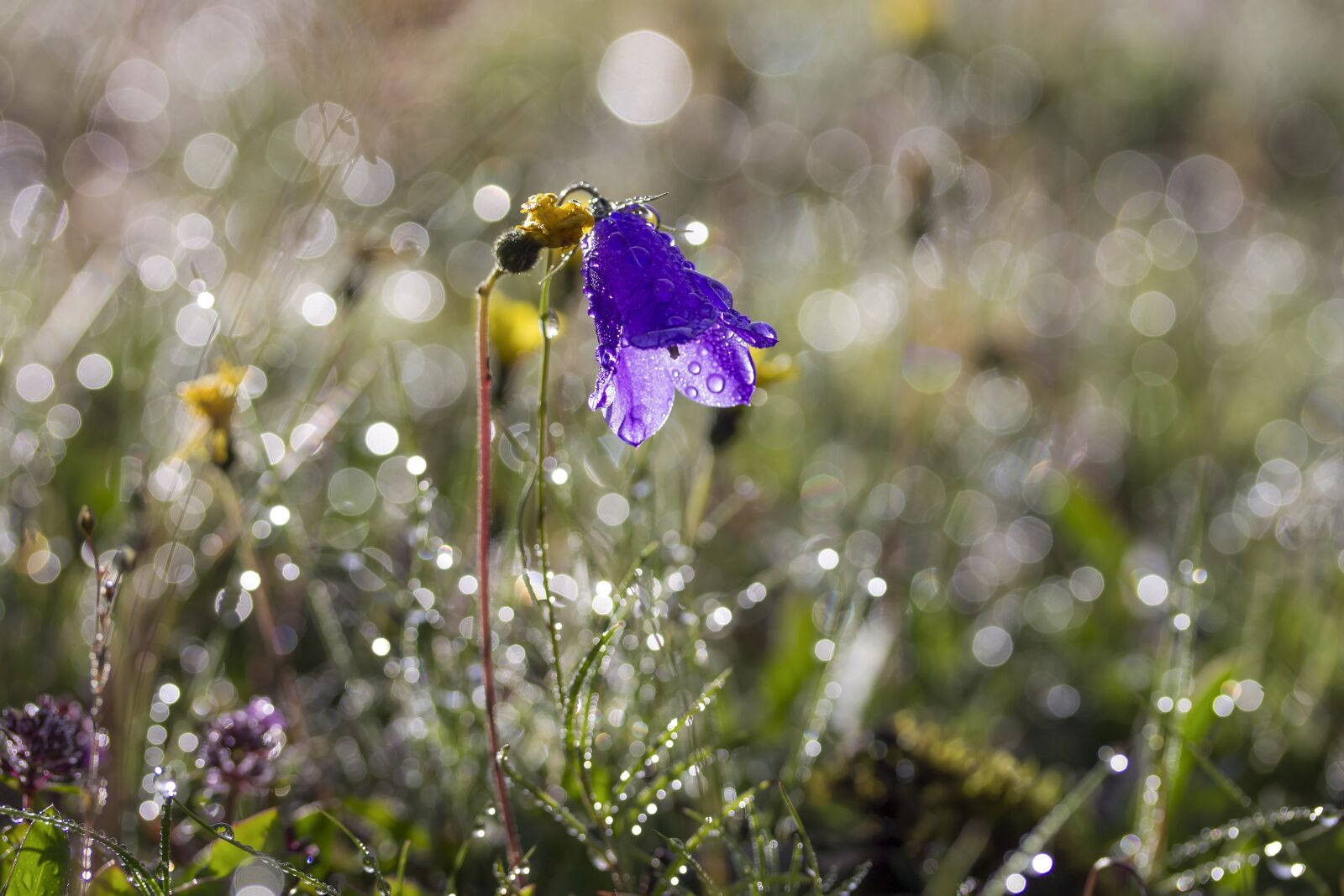 Canon EF-S 60mm F2.8 Macro USM sample photo. Flower, bellflower, meadow photography