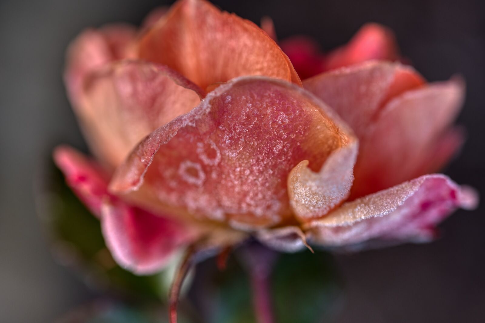 Nikon D750 sample photo. Winter, cold, freezer photography