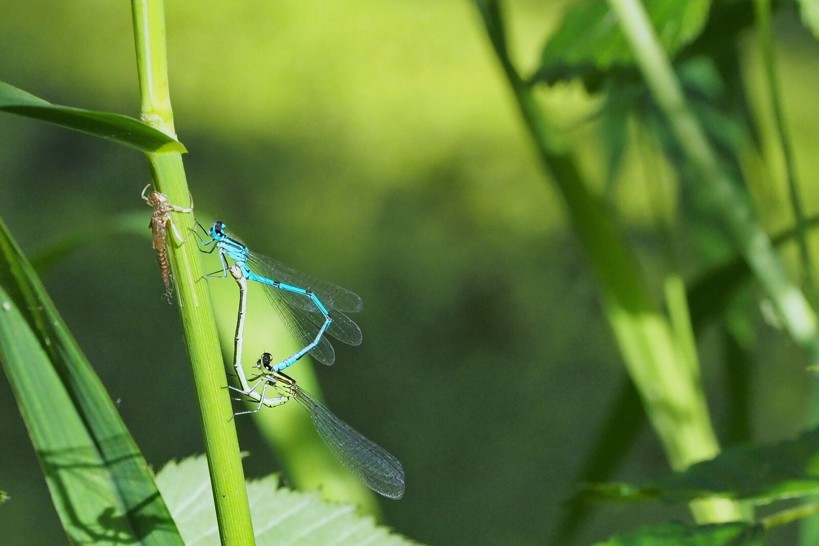 Olympus OM-D E-M5 II + Olympus M.Zuiko Digital ED 40-150mm F2.8 Pro sample photo. Dragonfly, nature, insect photography