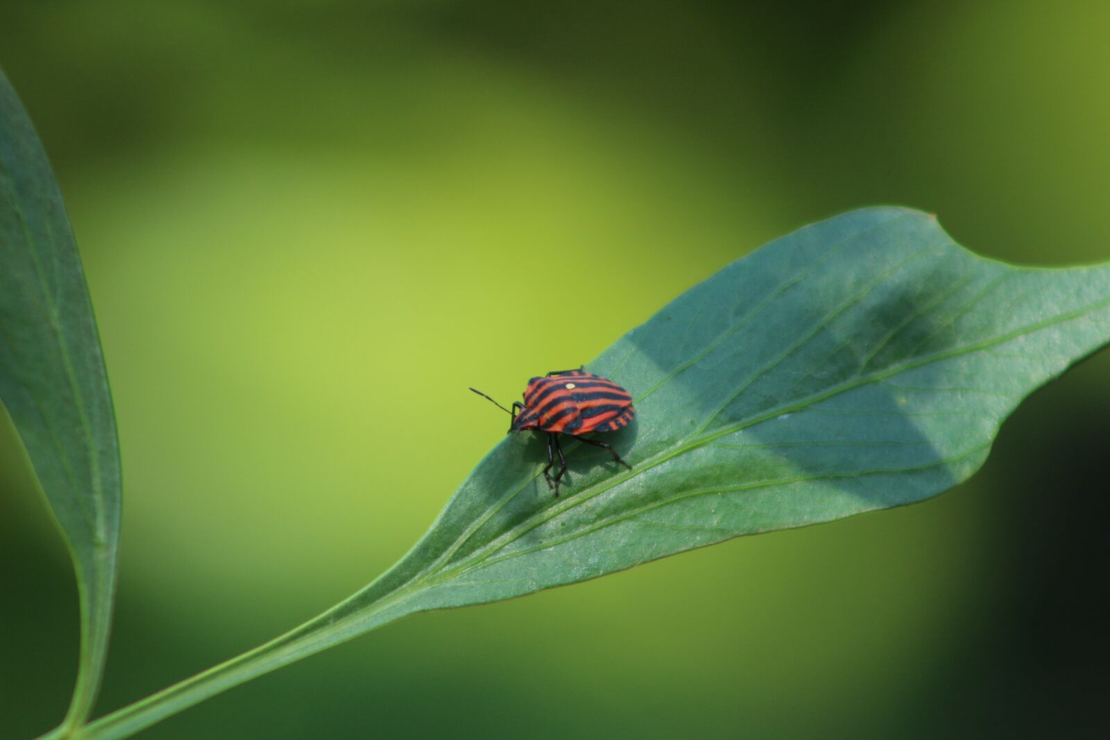 Canon EOS 700D (EOS Rebel T5i / EOS Kiss X7i) sample photo. Strip bug, bug, beetle photography