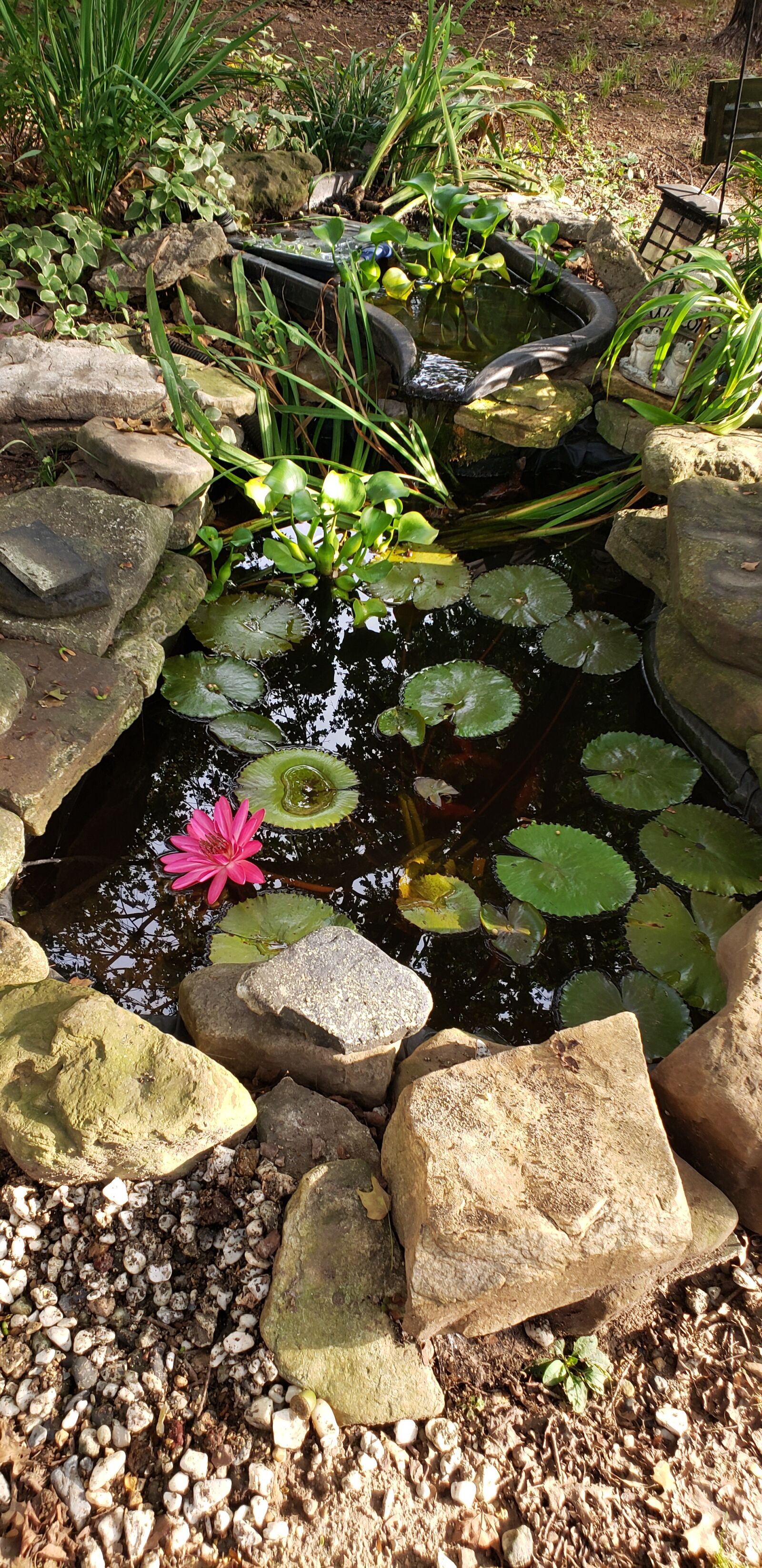 Samsung Galaxy S9 sample photo. Garden pond, water garden photography