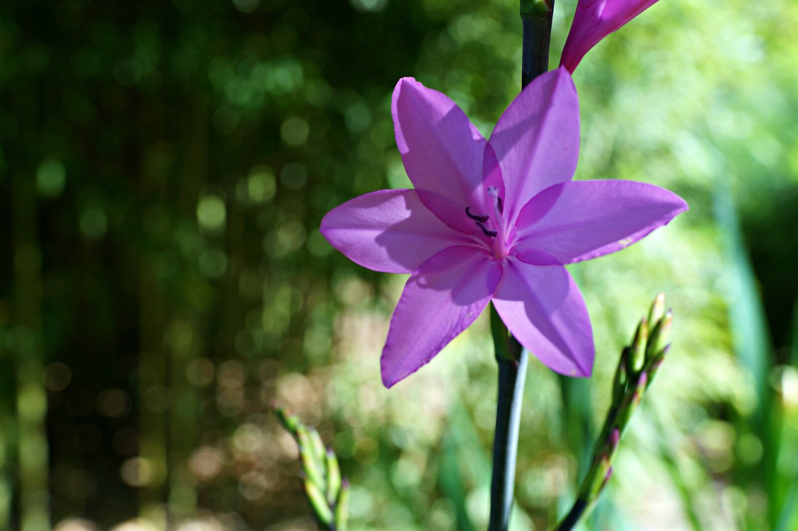 Sony Cyber-shot DSC-RX1R sample photo. Lone star, purple wild photography