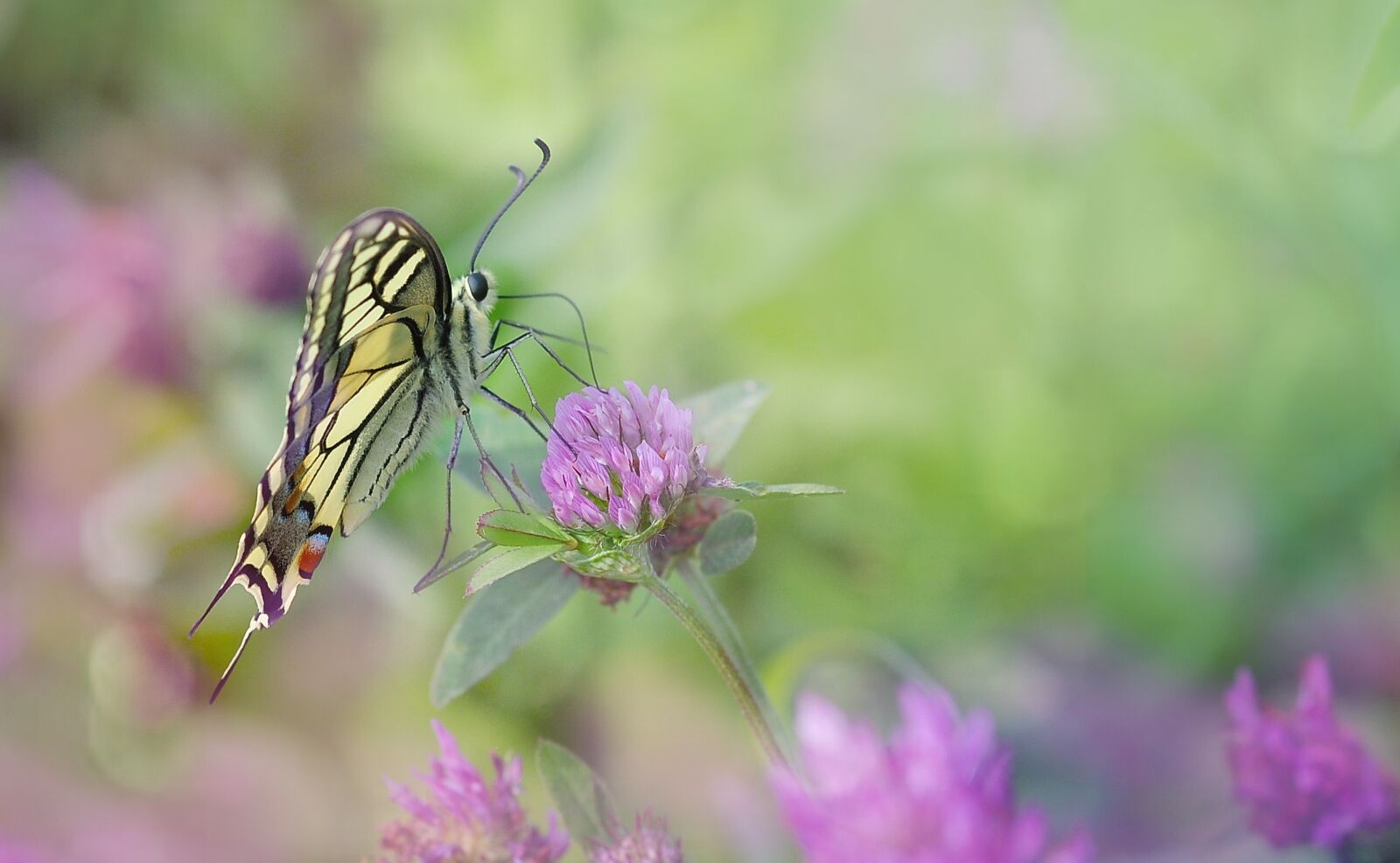 Nikon D90 sample photo. Dovetail, butterfly, nature photography