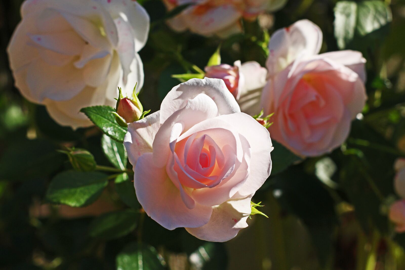 Canon EOS 700D (EOS Rebel T5i / EOS Kiss X7i) sample photo. Rose, asperin rose, tender photography