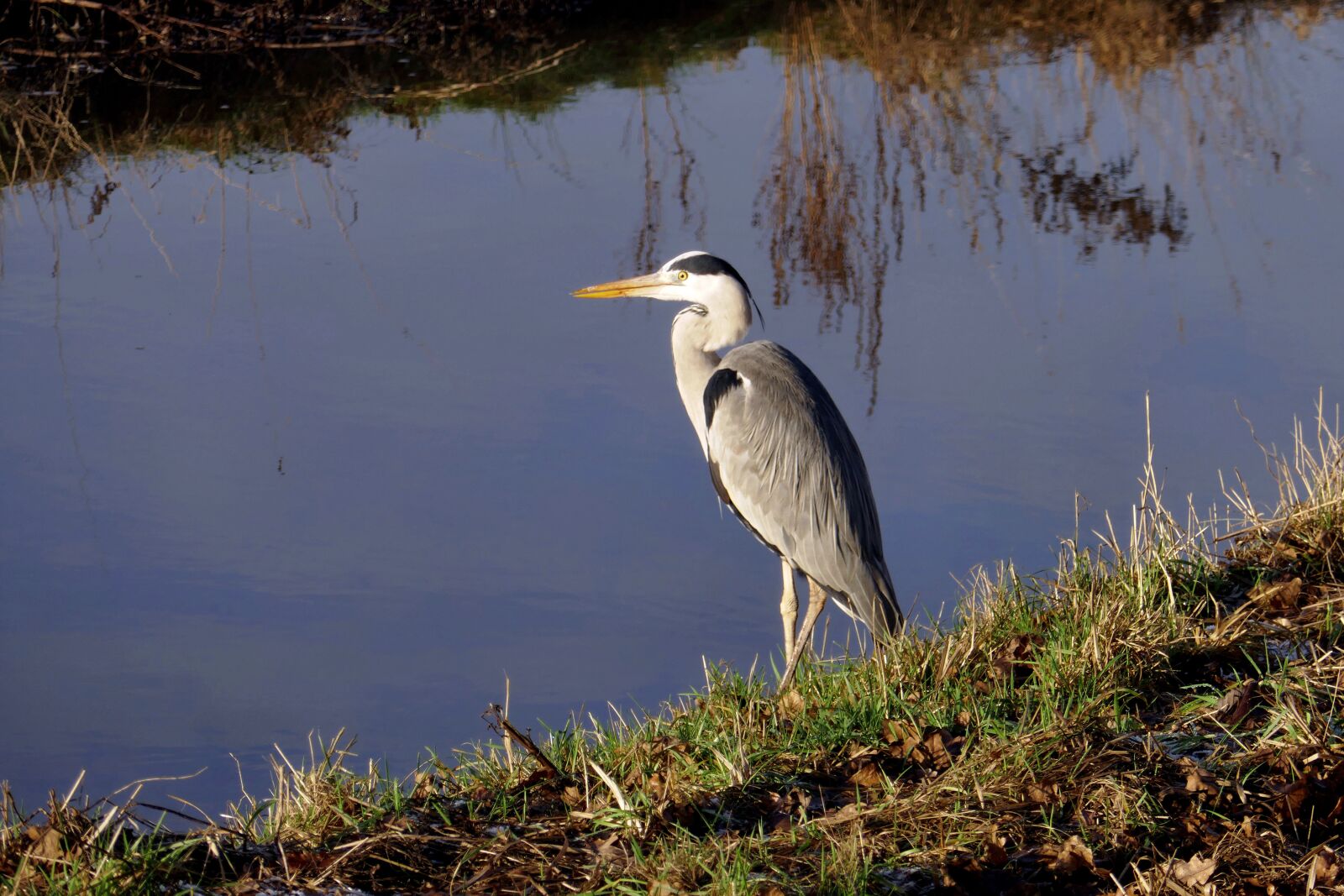 Panasonic DMC-TZ101 sample photo. Bird, heron, grey heron photography