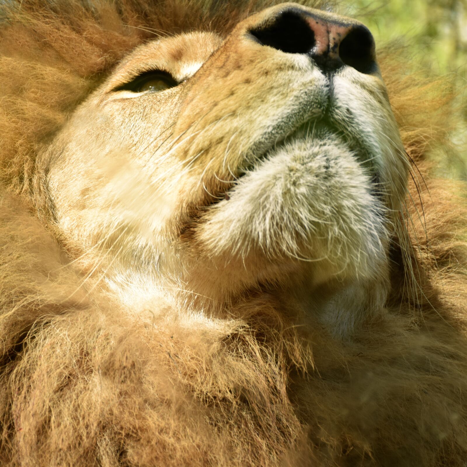 Nikon D5500 sample photo. Lion, africa, zoo photography