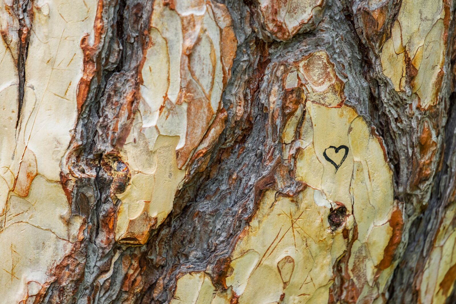 Fujifilm XF 55-200mm F3.5-4.8 R LM OIS sample photo. Tree, austrian black pine photography