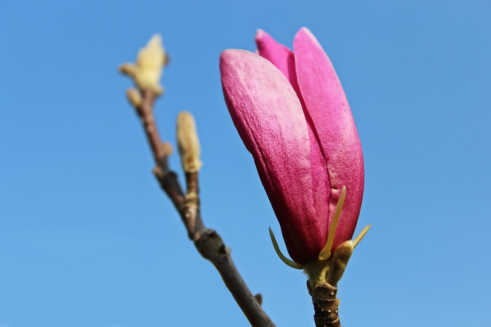 Canon EOS 1200D (EOS Rebel T5 / EOS Kiss X70 / EOS Hi) sample photo. Magnolia, magnolia tree, magnolia photography