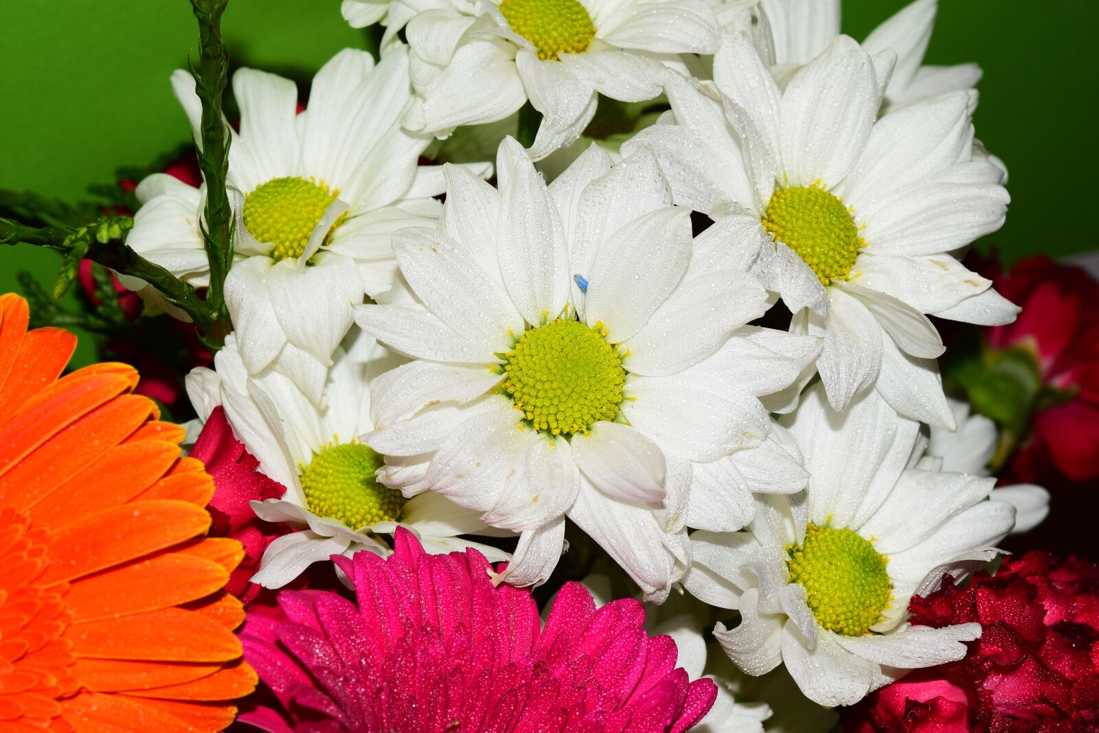 Nikon D5300 sample photo. Margaritas, white, flora photography