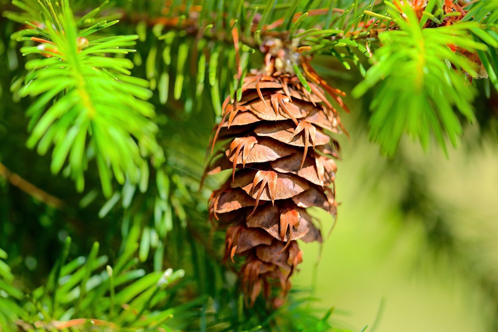Canon EF 180mm F3.5L Macro USM sample photo. Pine cone, branch, green photography