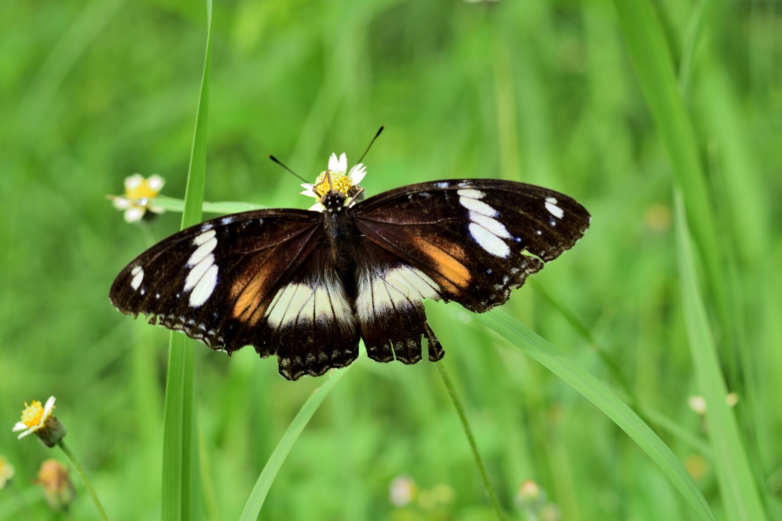 Nikon D5300 sample photo. Nature, butterfly, insect photography