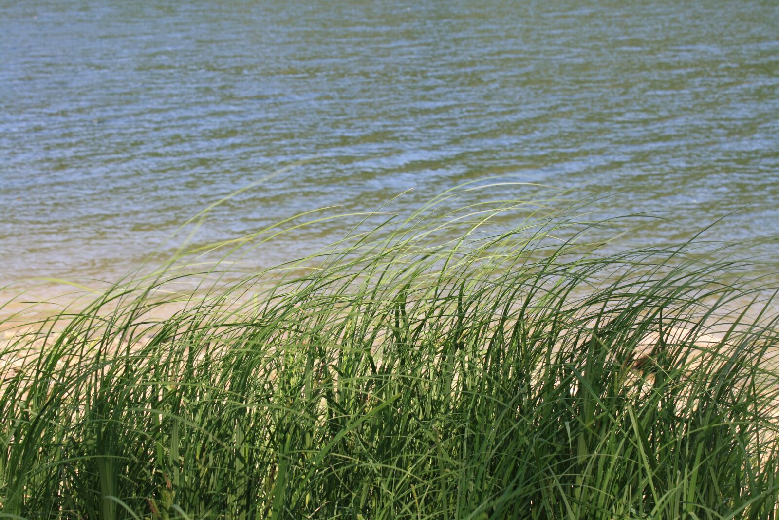 Canon EOS 1000D (EOS Digital Rebel XS / EOS Kiss F) sample photo. Water, summer, grass photography