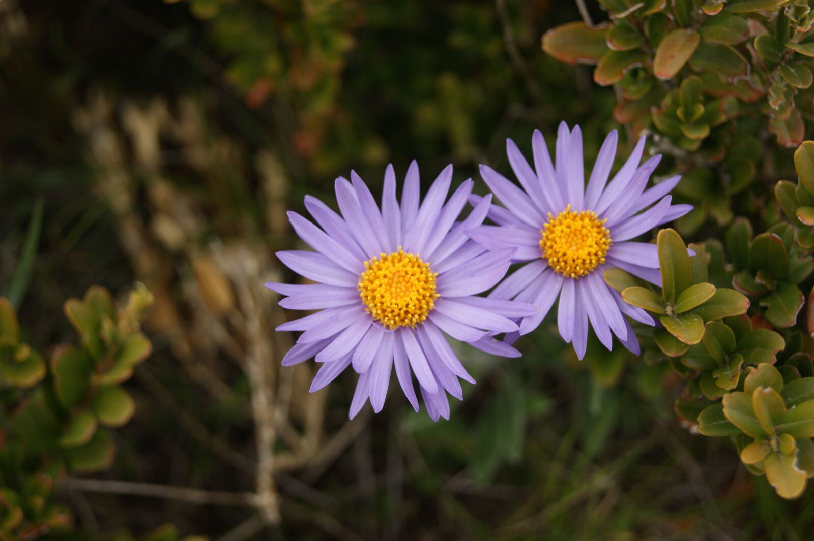 Sony Alpha DSLR-A290 sample photo. Flower, violet, purple flowers photography
