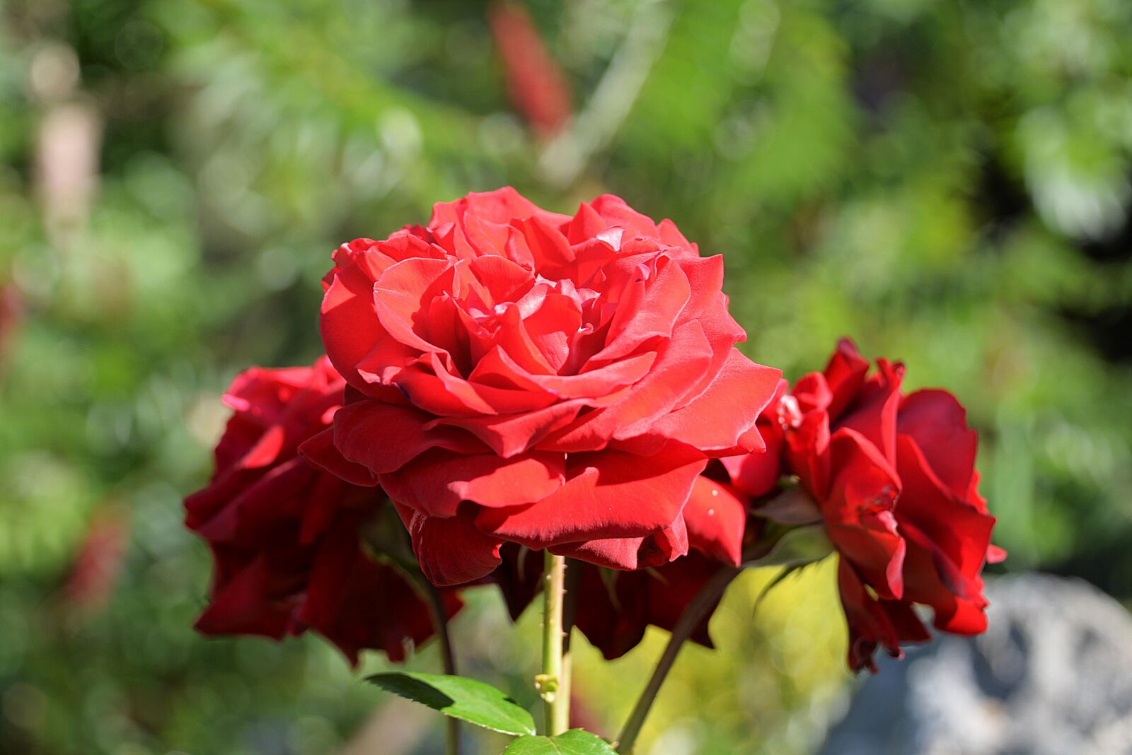 Nikon D610 sample photo. Rose, red, garden photography