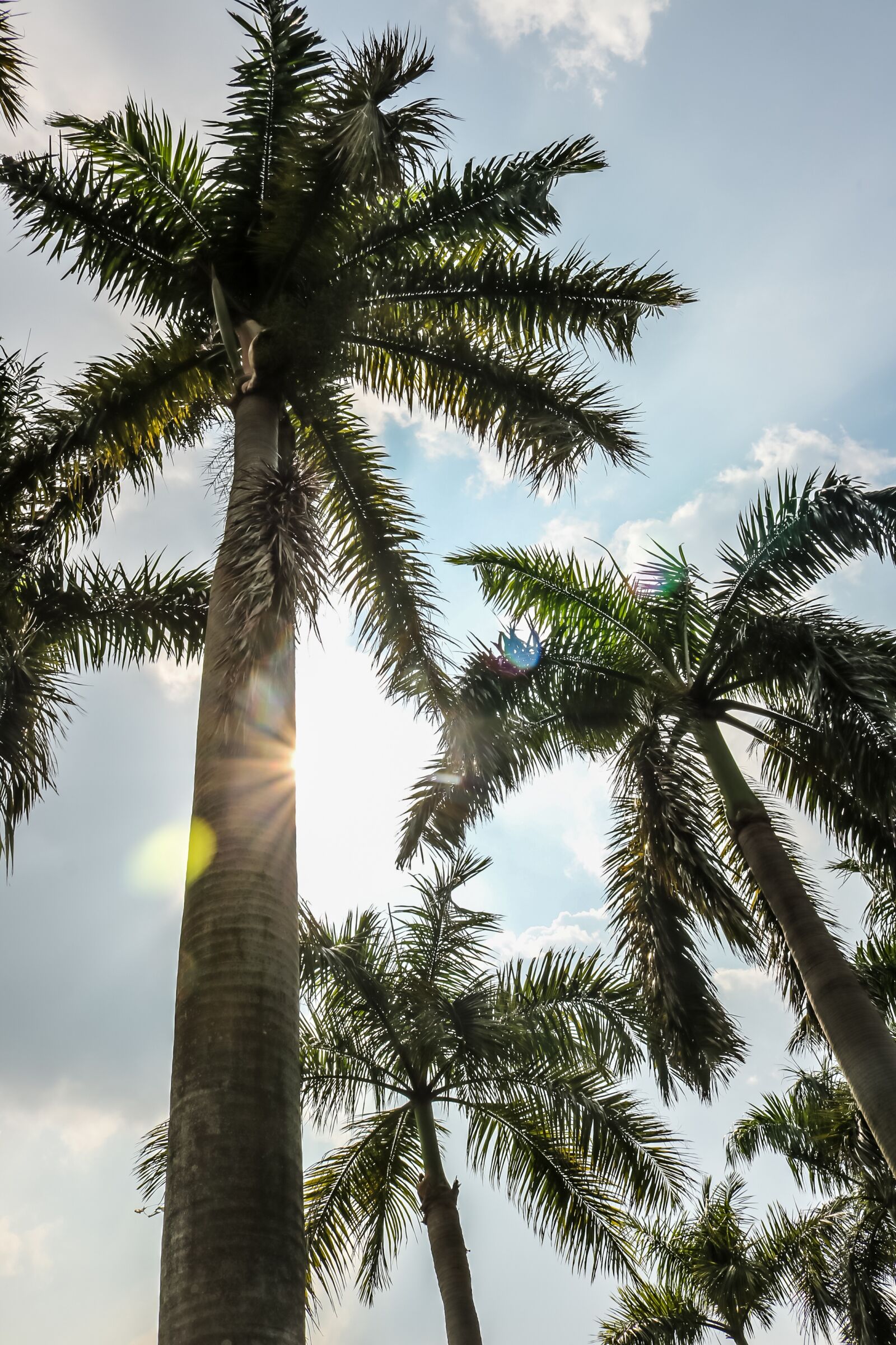 Canon EOS 750D (EOS Rebel T6i / EOS Kiss X8i) sample photo. Coconut, palm trees, nature photography