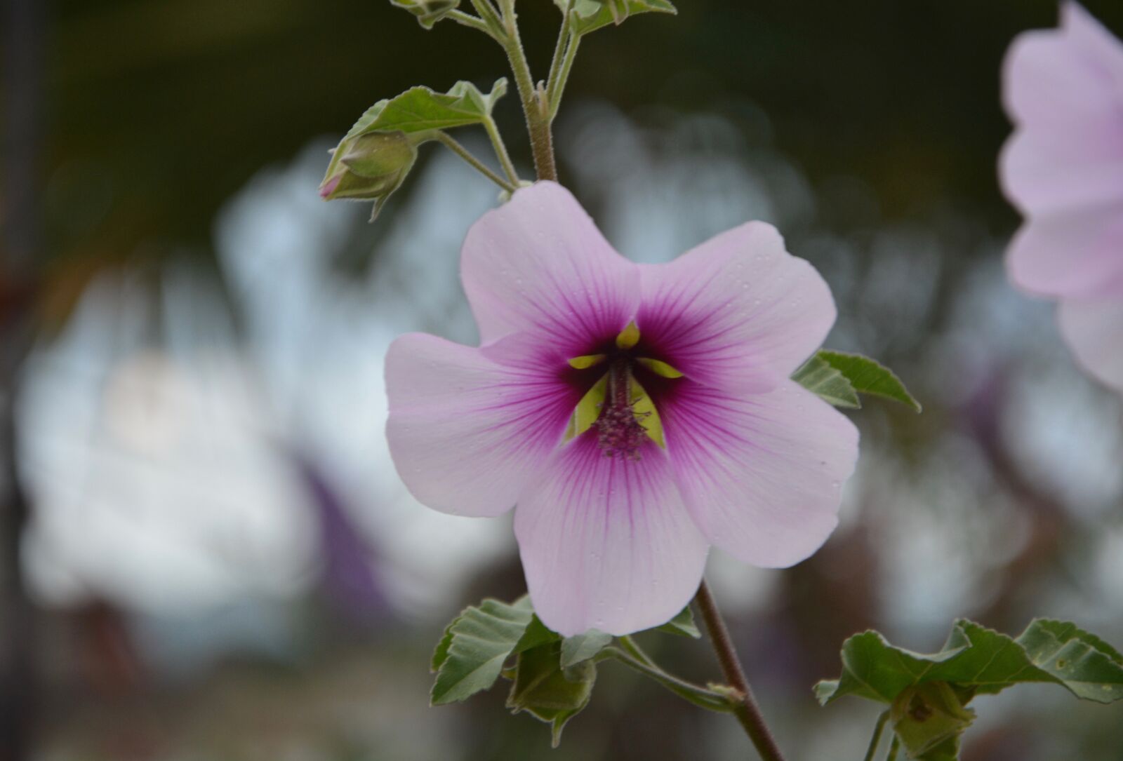 Nikon D5200 sample photo. Flower, pretty, beautiful photography