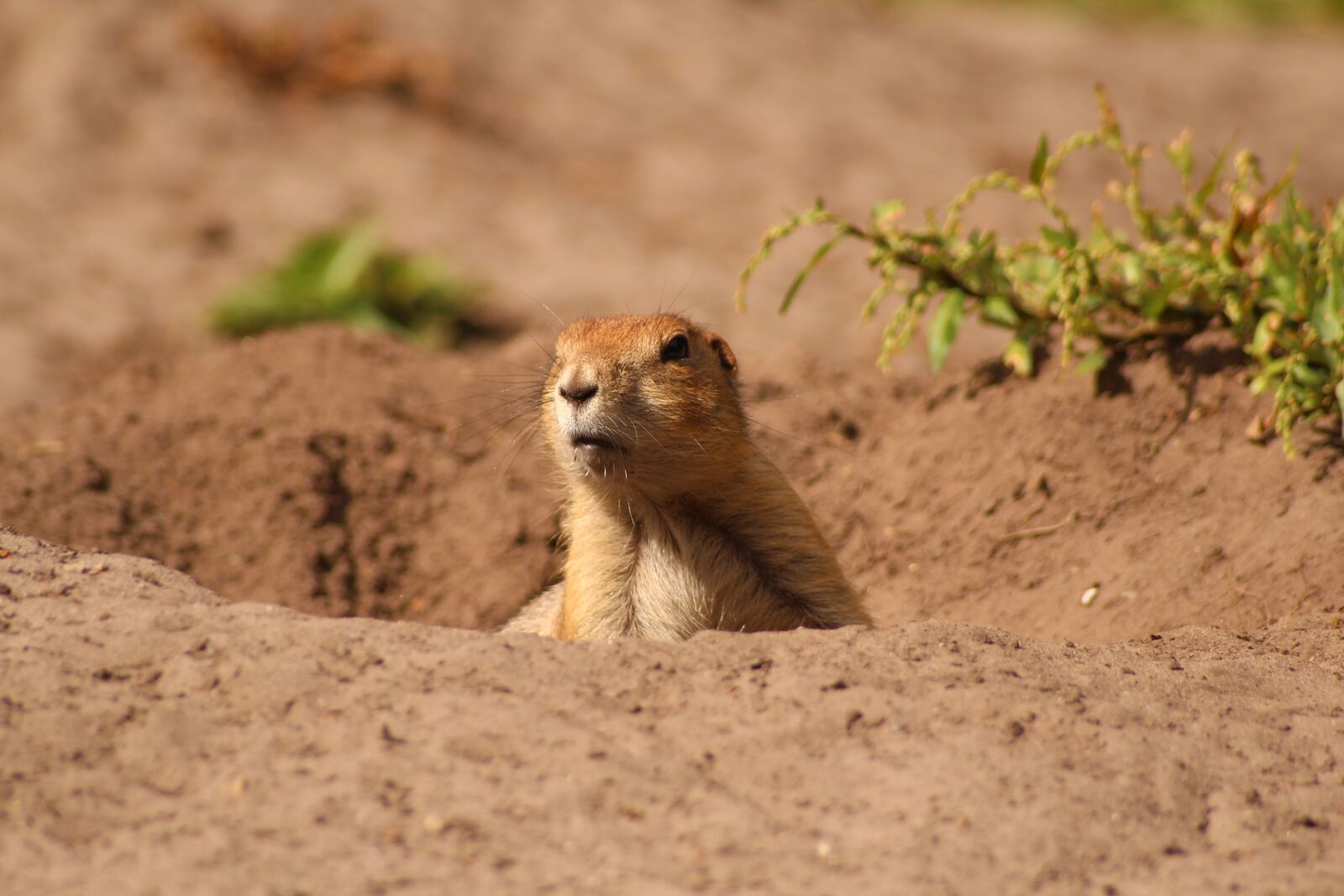 Canon EOS 600D (Rebel EOS T3i / EOS Kiss X5) sample photo. Meerkat, cute, zoo photography