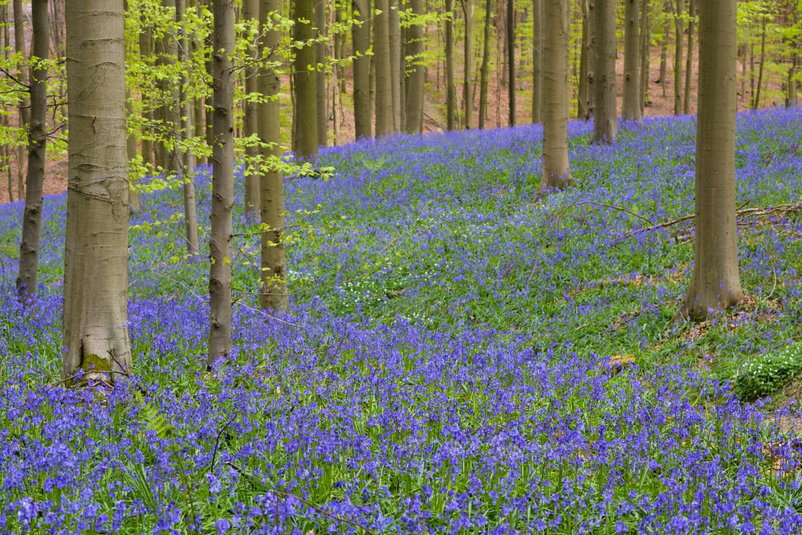 Nikon D5200 sample photo. Nature, forest, hallerbos photography