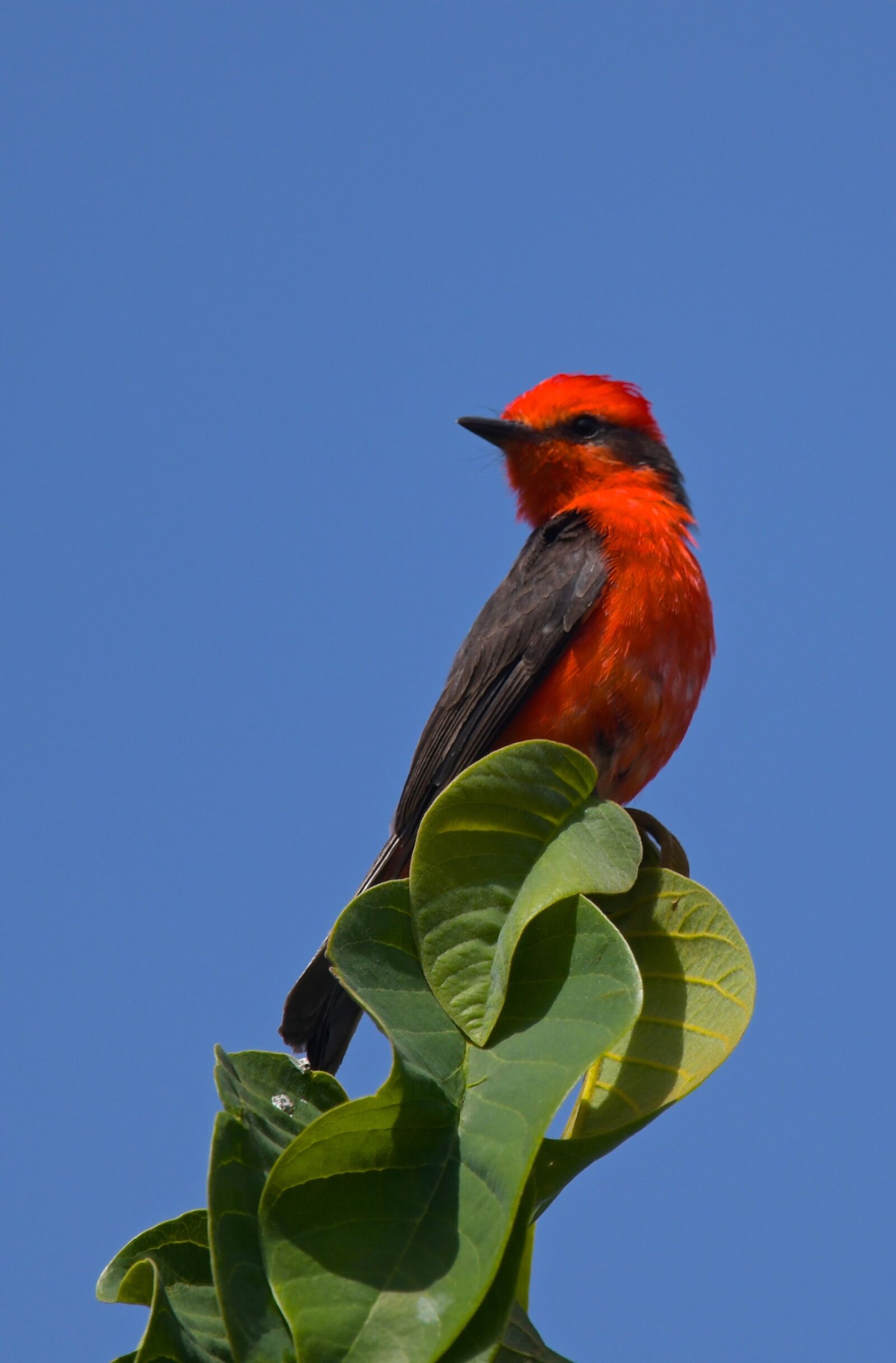 Nikon D850 sample photo. Fly catcher, red, green photography