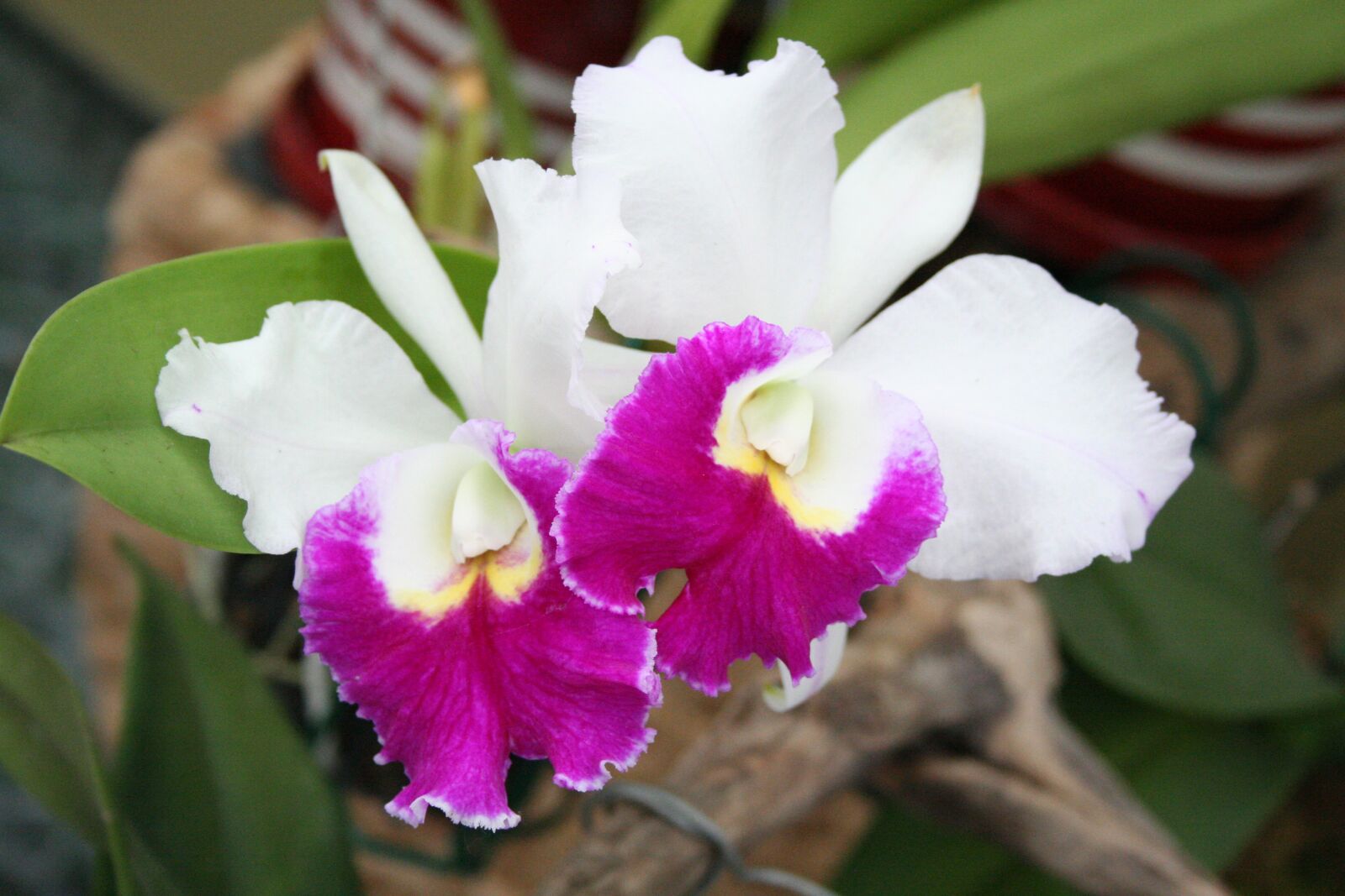 Canon EOS 350D (EOS Digital Rebel XT / EOS Kiss Digital N) sample photo. Flower, flowers, orchid photography