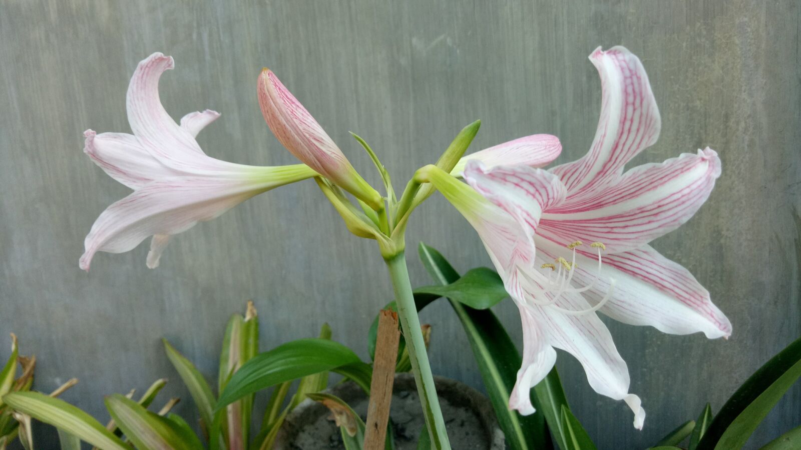 OPPO A1601 sample photo. Flowers, lily, plant photography