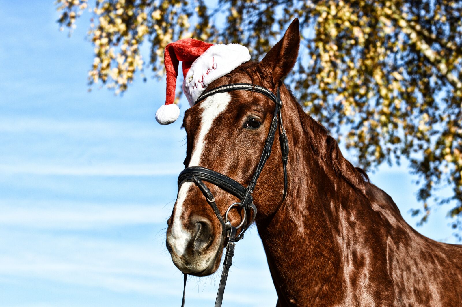 Nikon D3200 sample photo. Horse, santa hat, funny photography