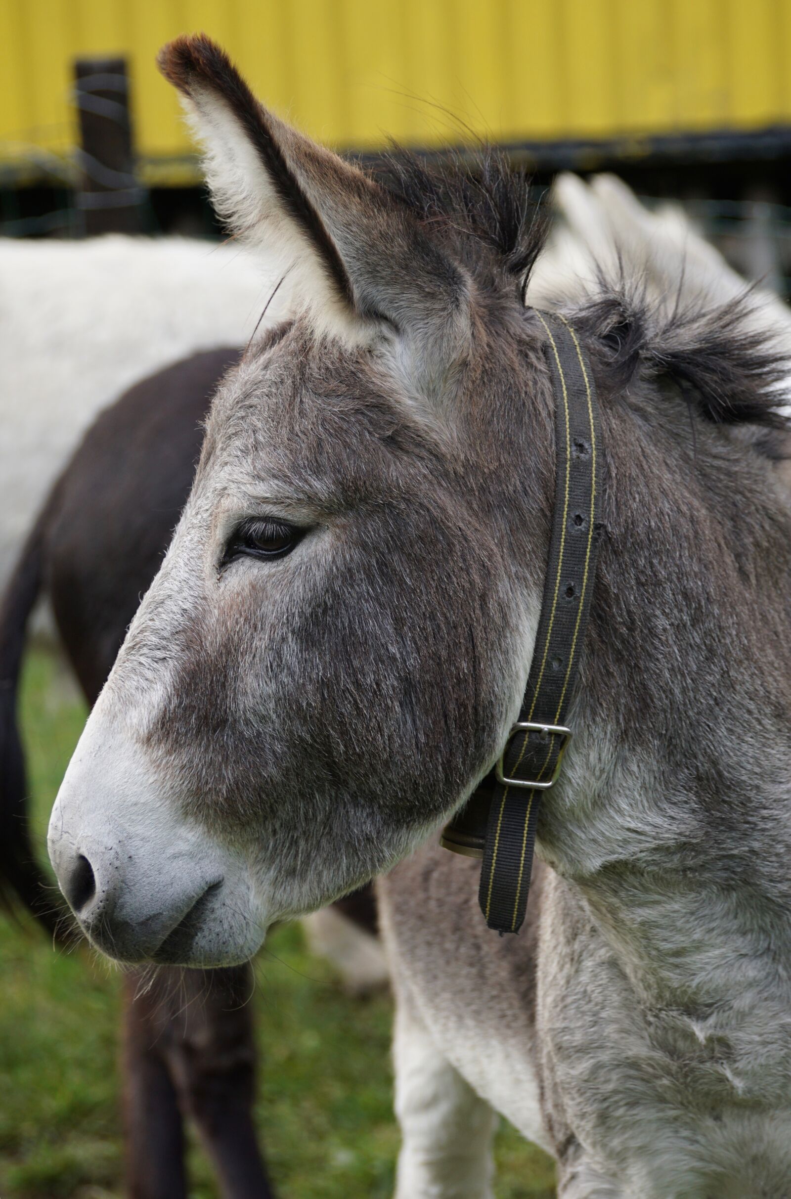 Sony DT 55-300mm F4.5-5.6 SAM sample photo. Donkey, animal, beast of photography