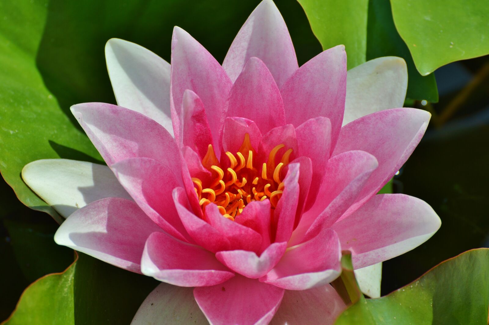 Nikon D3200 sample photo. Water lily, rose, flower photography