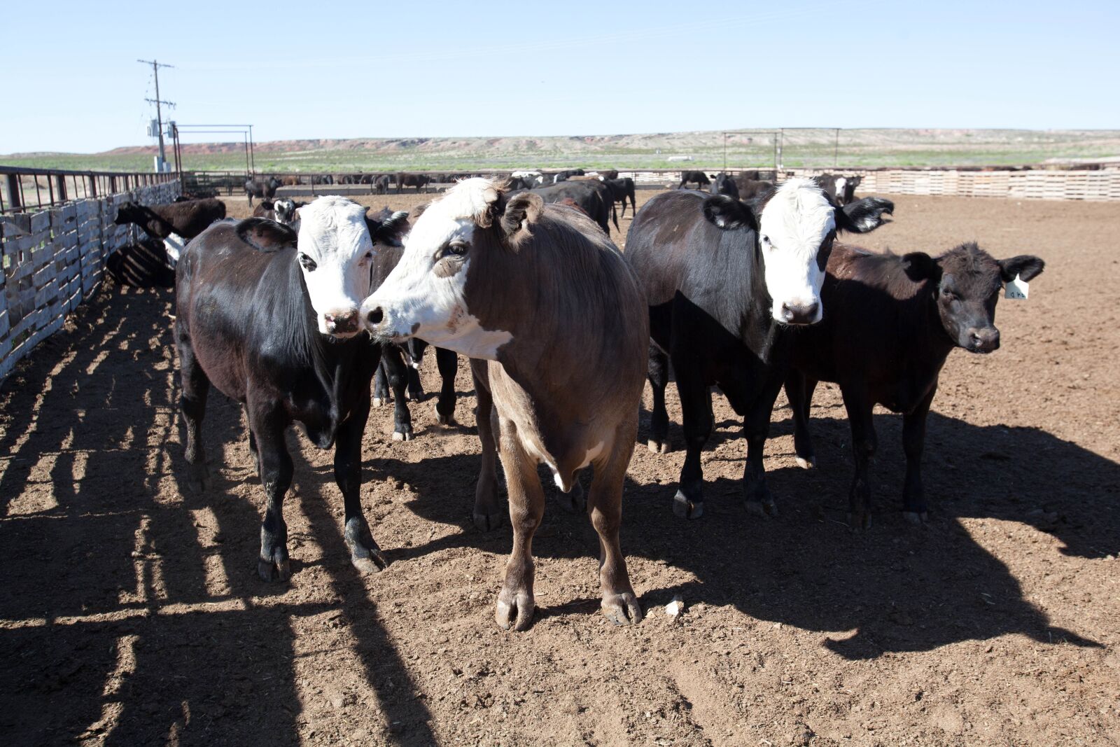 Canon EOS 5D Mark II sample photo. Cattle, ranch, farming, cows photography