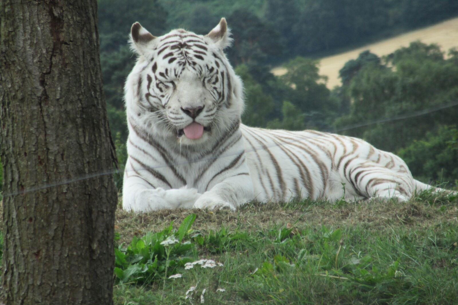 Canon PowerShot SX600 HS sample photo. Tiger white, white tiger photography