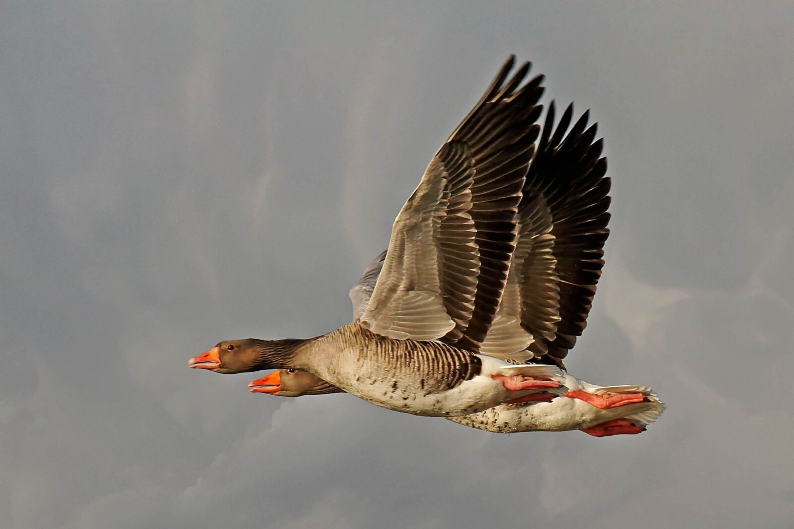 Canon EOS 40D sample photo. Bird, animal world, nature photography