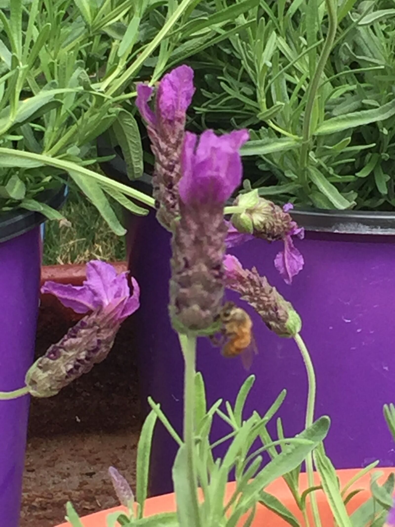 iPhone 6 back camera 4.15mm f/2.2 sample photo. Bee, pollen, lavendar photography