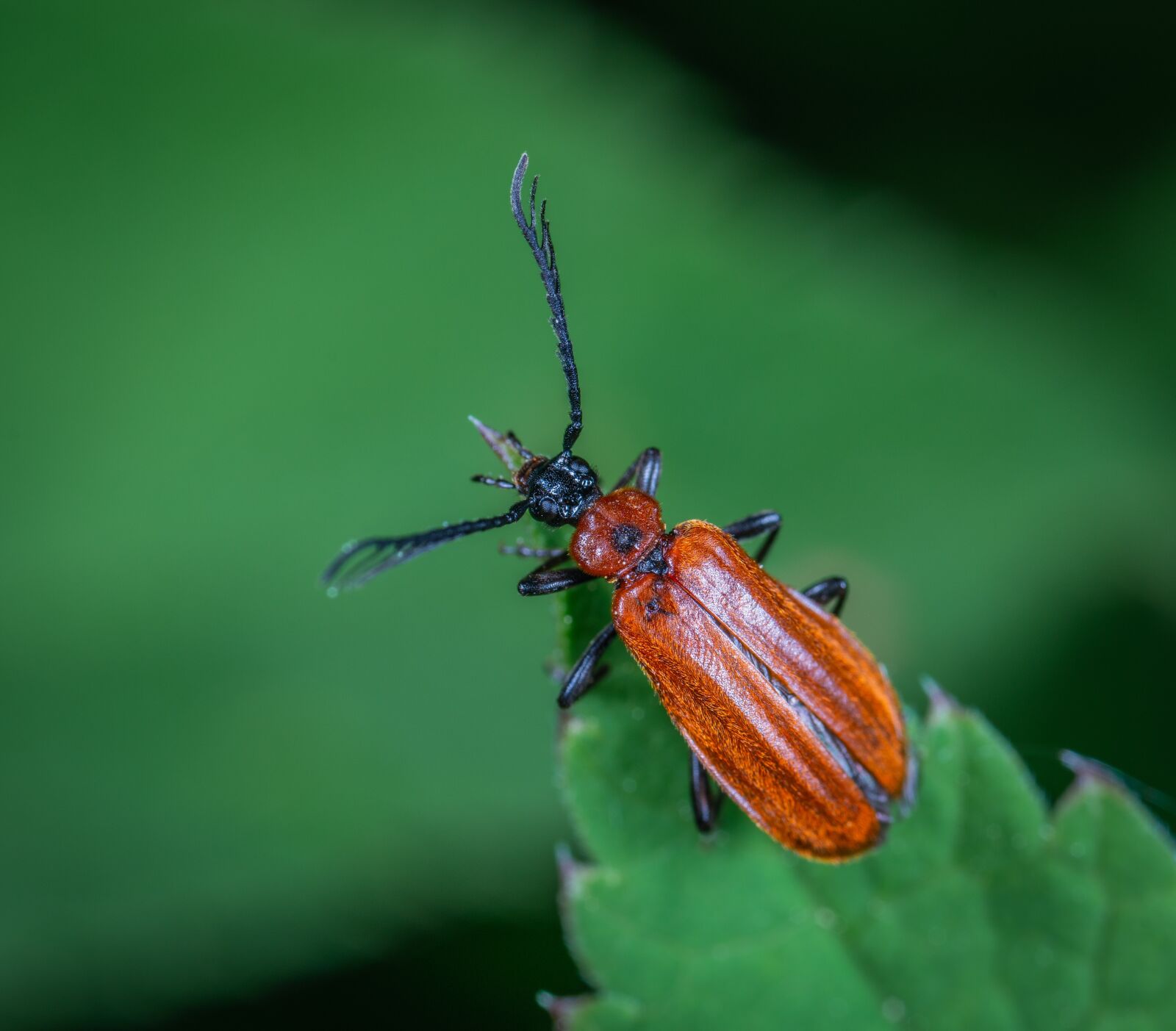 Sony a7R II sample photo. Insect, macro, beetle photography