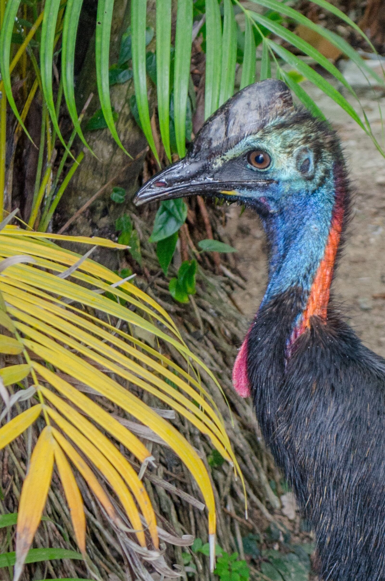 Nikon D5100 sample photo. Cassowary, bird, beach photography