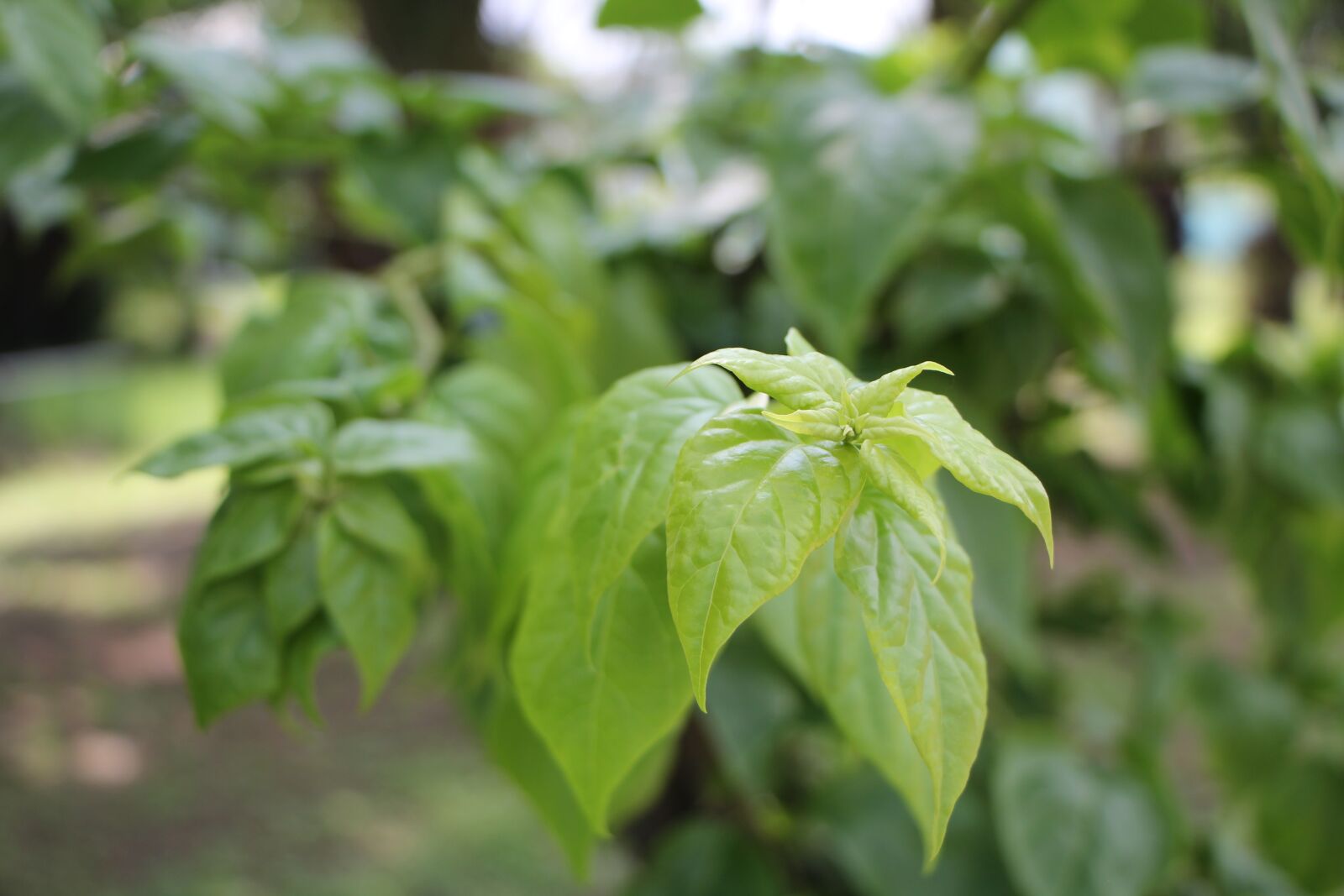 Canon EOS 60D + Canon EF-S 18-135mm F3.5-5.6 IS STM sample photo. Tree branch, flowers leaves photography