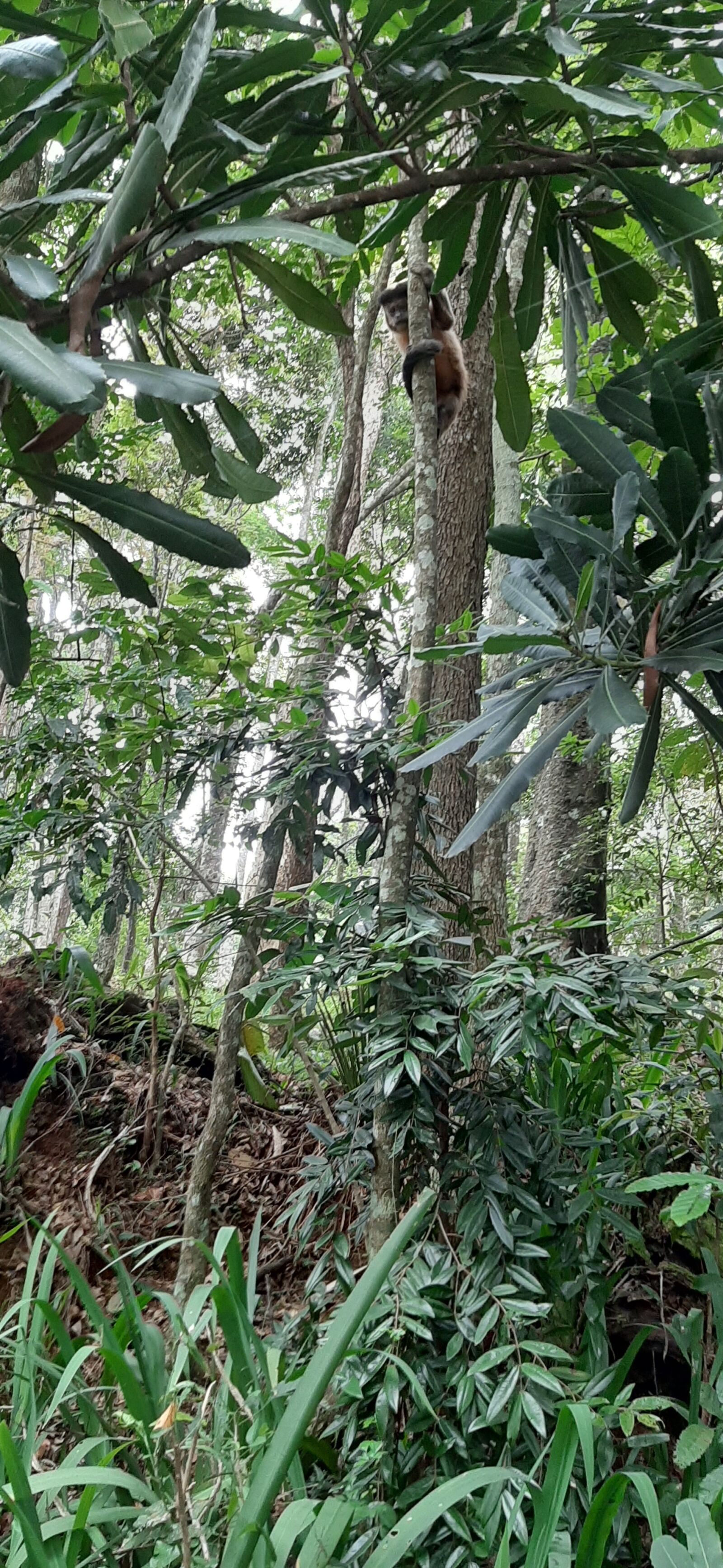 Samsung Galaxy A50 sample photo. Nature, forest, green photography
