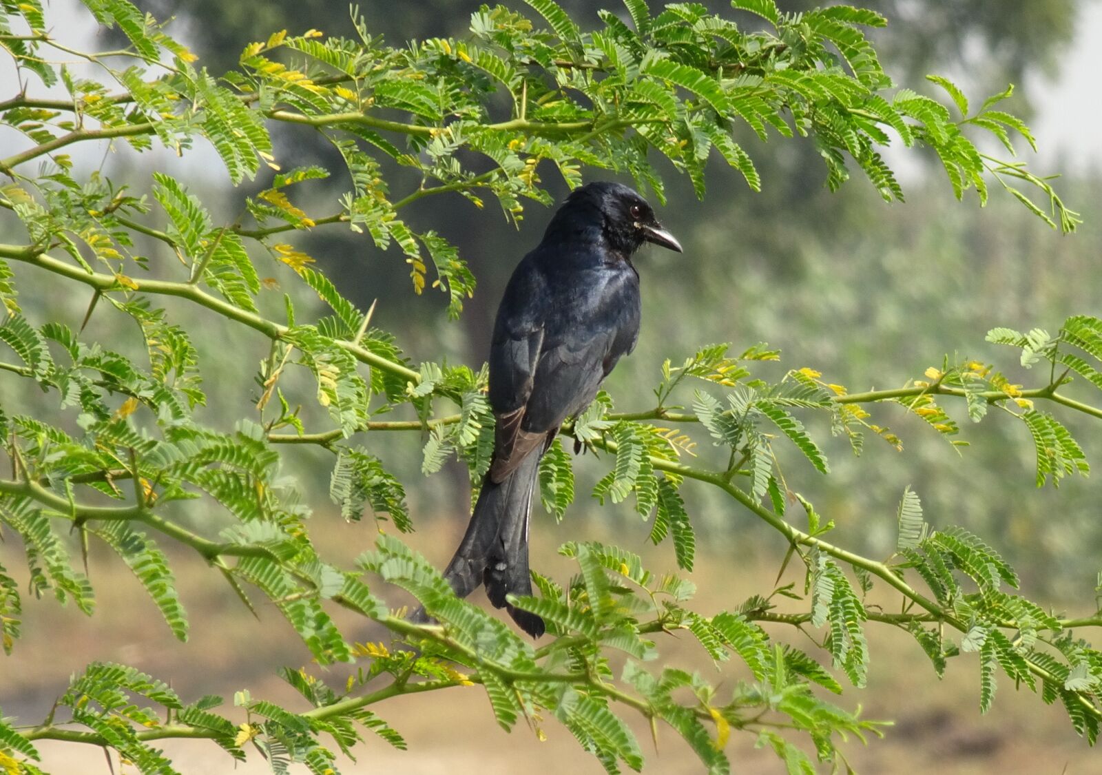 Sony Cyber-shot DSC-HX90V sample photo. Bird, drongo, black drongo photography