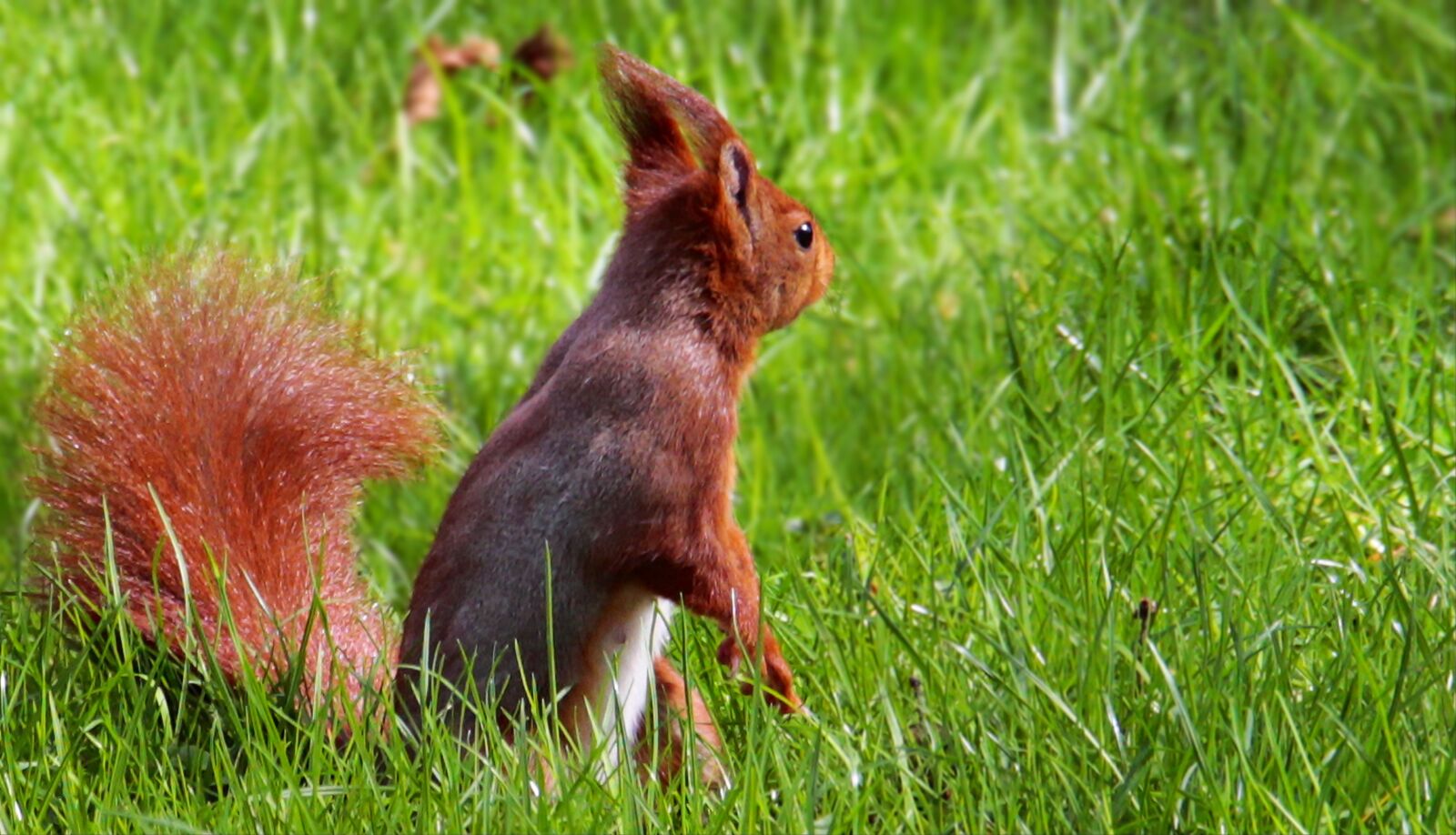 Canon EOS 100D (EOS Rebel SL1 / EOS Kiss X7) sample photo. Squirrel, tree squirrels, grass photography
