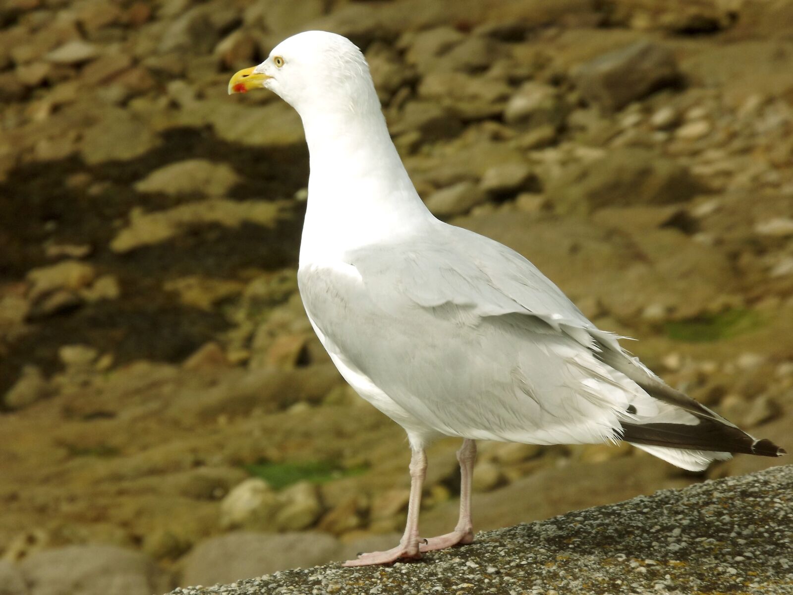 Fujifilm FinePix S3300 sample photo. "Seagull, gull, sand" photography