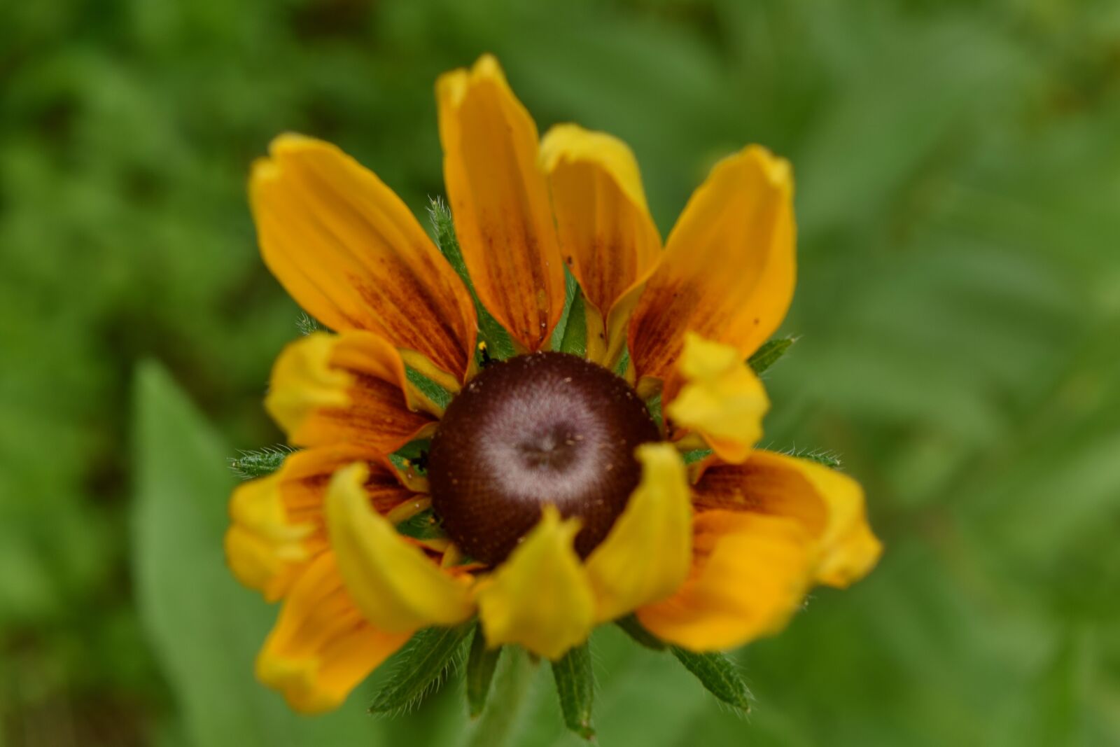 Nikon D5500 sample photo. Beautiful flowers, blur, summer photography