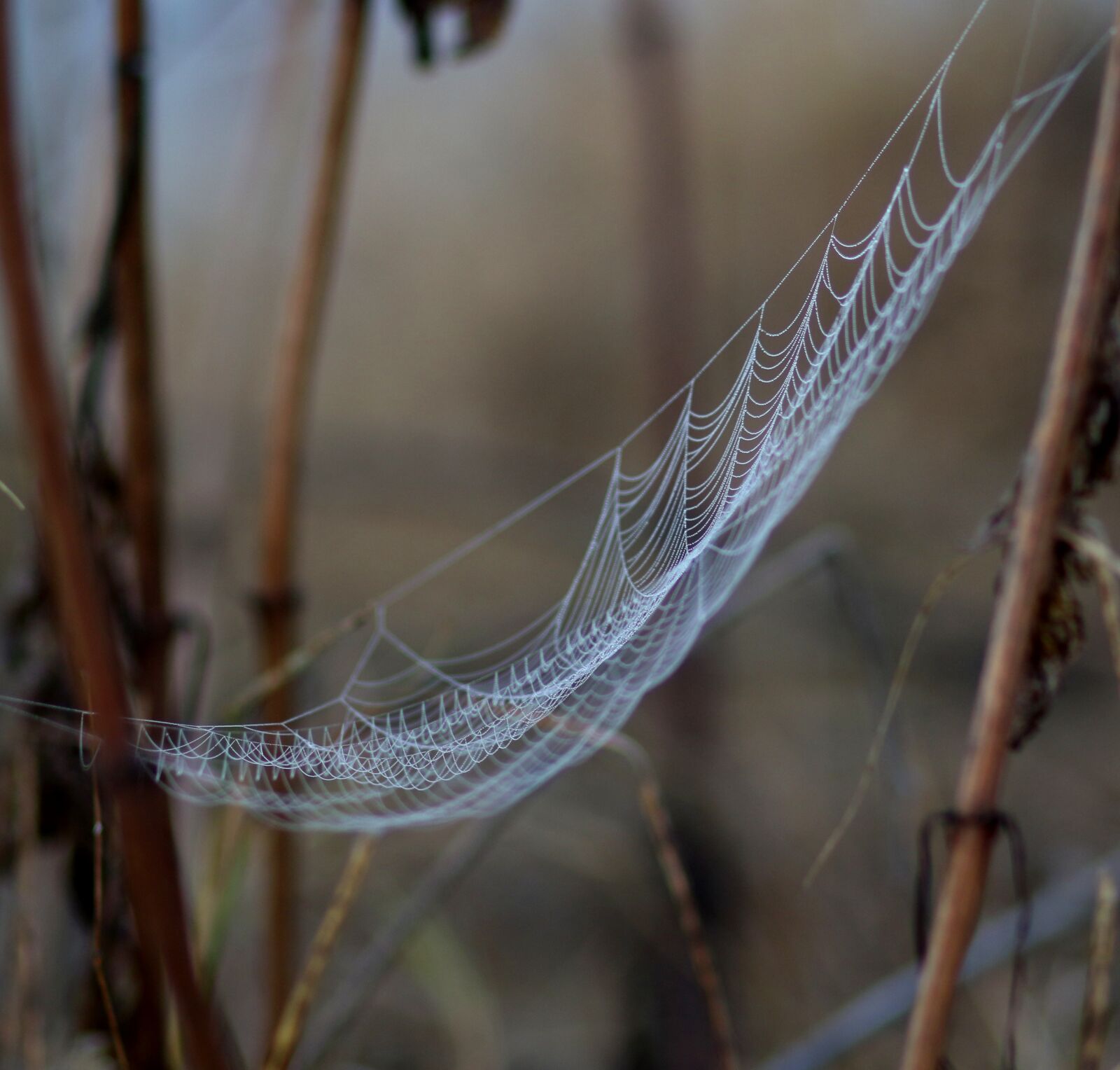 Canon EF 85mm F1.8 USM sample photo. Spider web, drops, wet photography