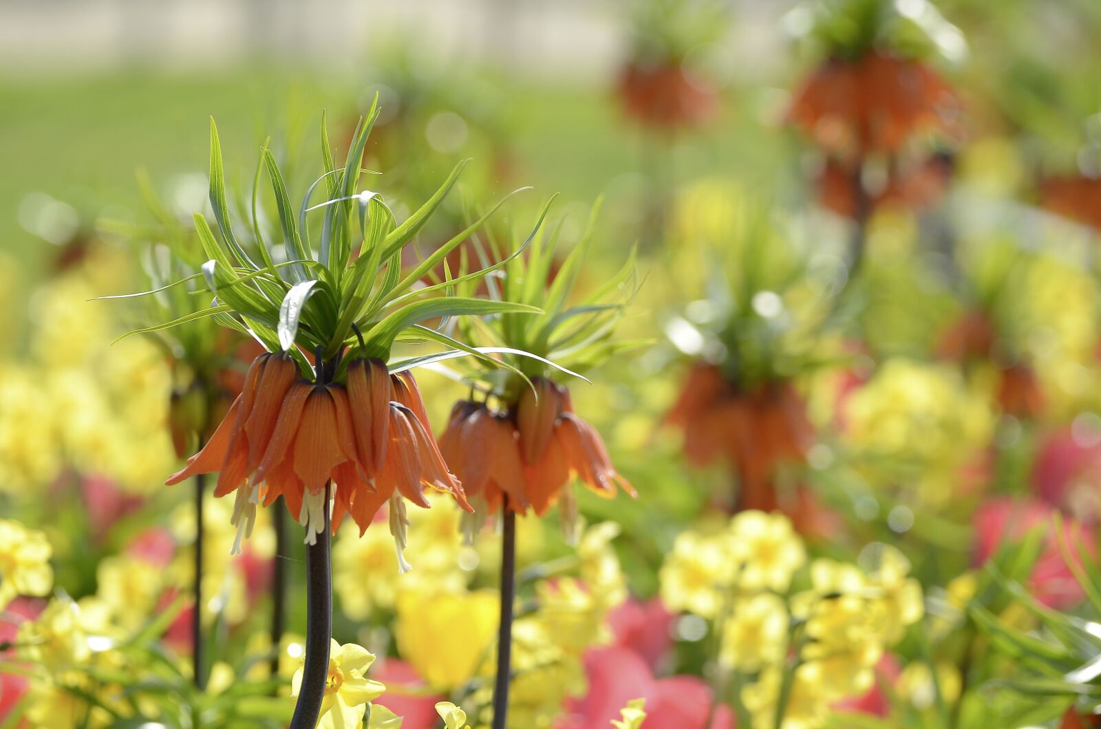 Nikon D7000 sample photo. Spring, flowers, plant photography