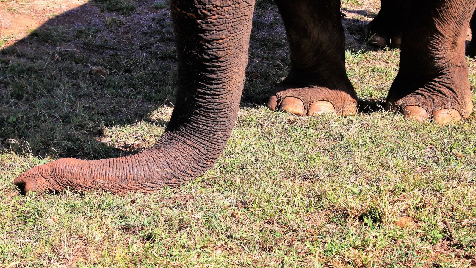 Canon EOS 80D sample photo. Elephant, nature, animals photography