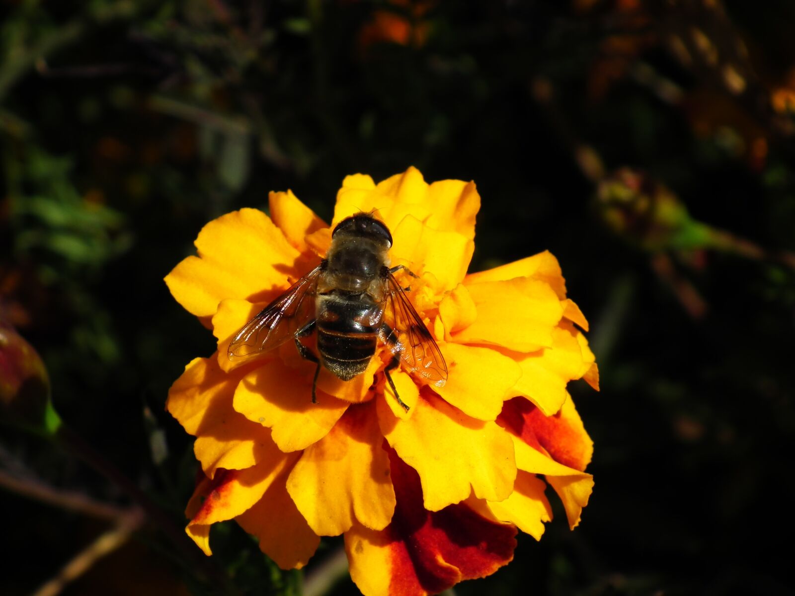 FujiFilm FinePix HS10 (FinePix HS11) sample photo. Nature, insect, bee photography