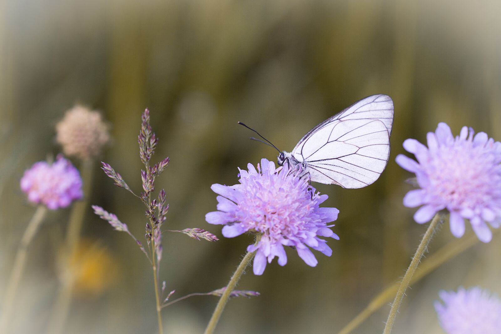 Nikon D7100 sample photo. Butterfly, white, white butterfly photography